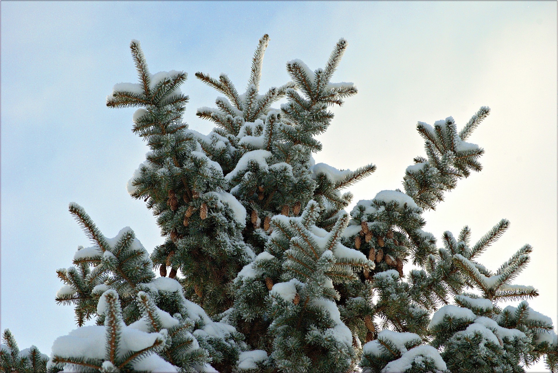 trees winter christmas tree pine frost snow needle fir spruce season evergreen coniferous branch frozen cold snowflake conifer decoration nature