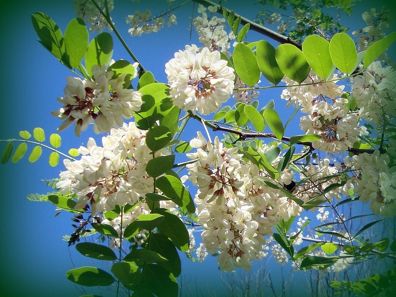 sommer blume flora baum natur zweig blatt garten blühen saison blumen blütenblatt schön apfel park schließen farbe wachstum frische botanisch