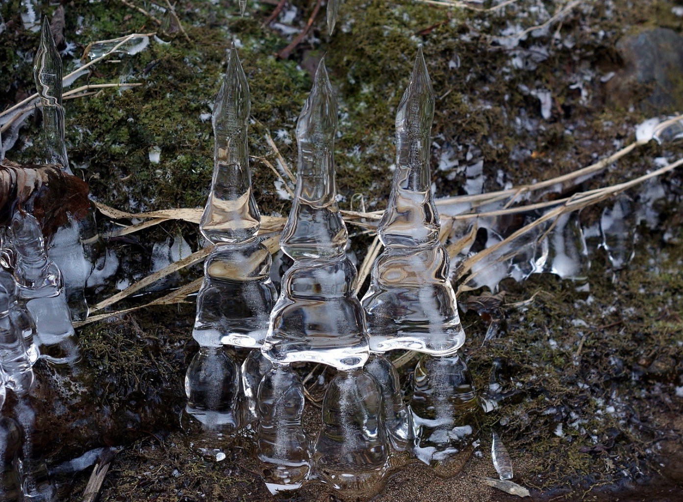 hiver nature bois extérieur froid humide bois environnement