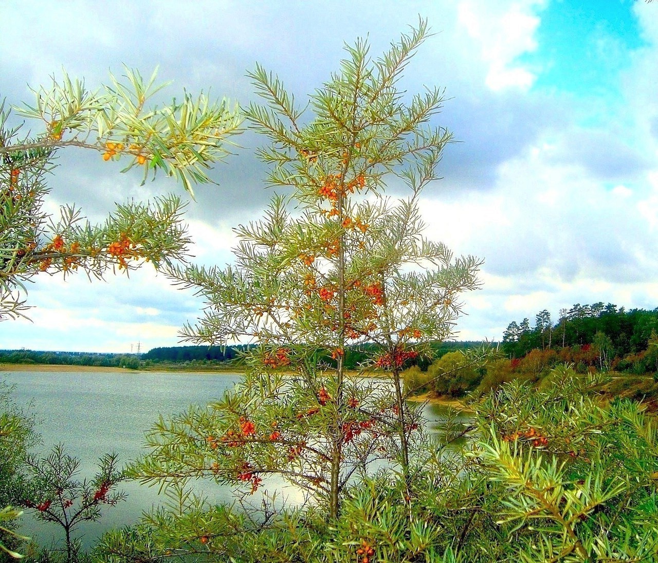 paysage arbre nature saison feuille paysage branche été flore belle bois automne lumineux couleur parc à l extérieur pin ciel