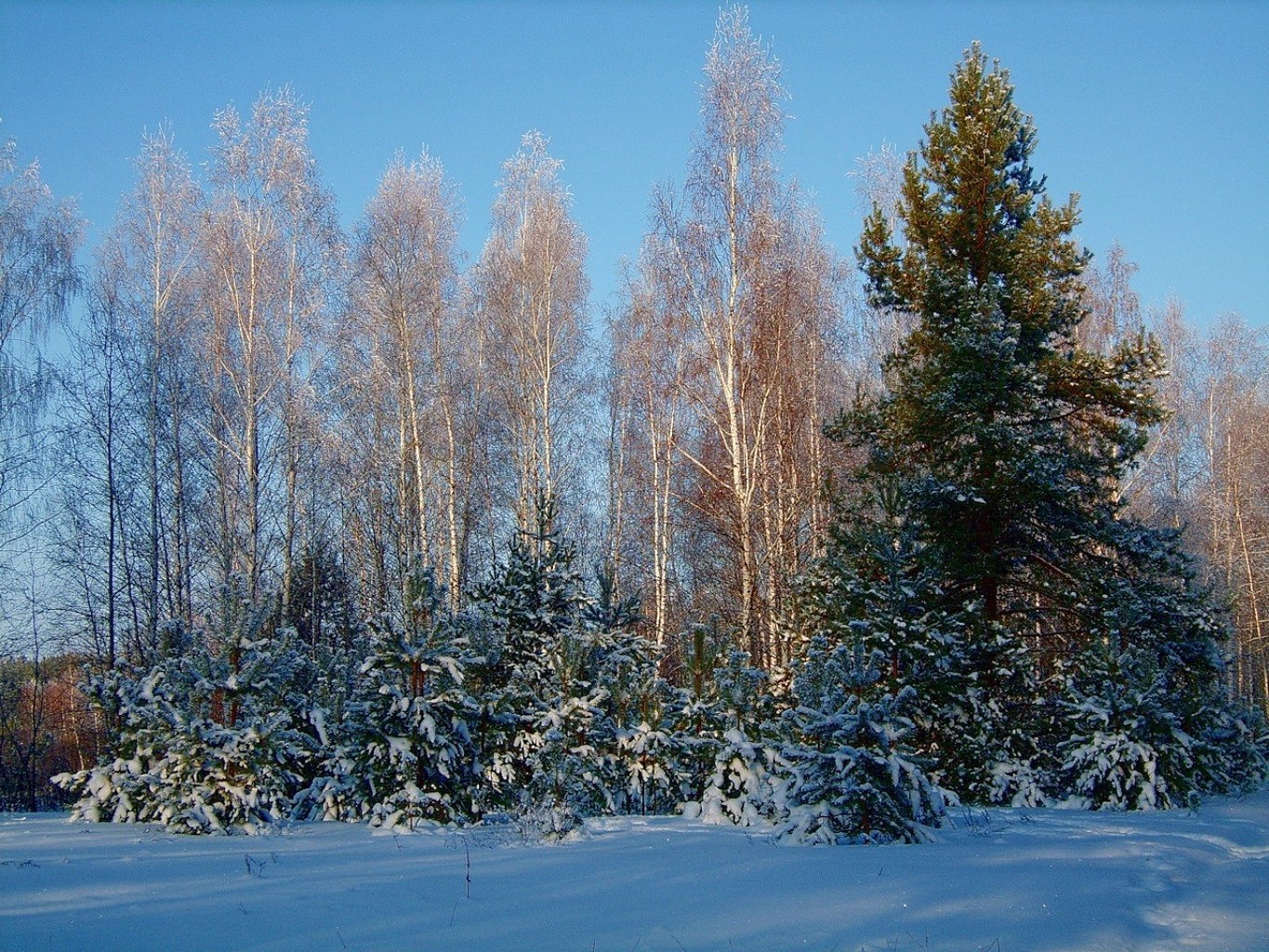 hiver neige bois gel bois froid temps saison paysage congelé scénique glace nature branche à l extérieur beau temps evergreen givré environnement