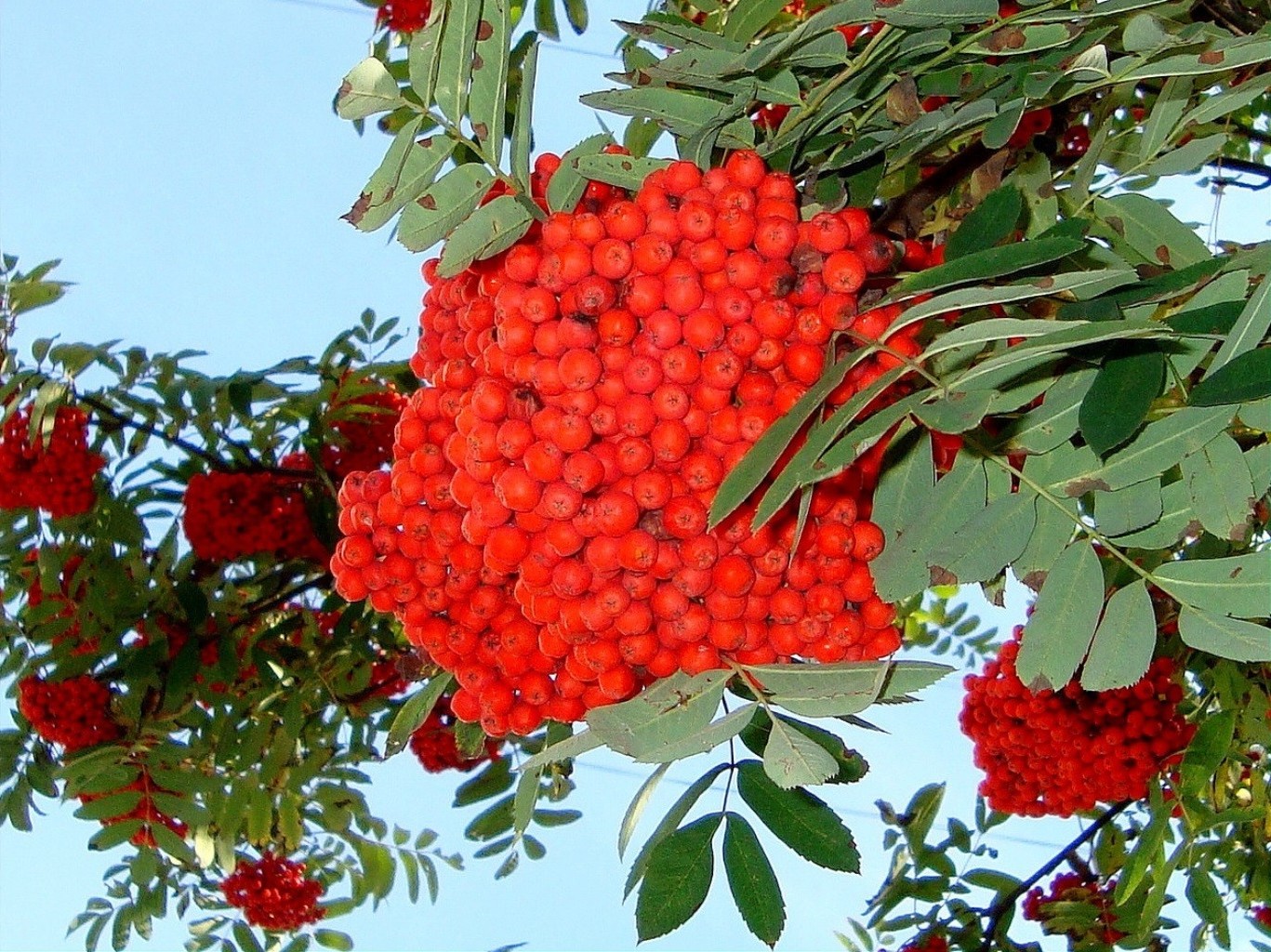 beeren obst baum eberesche zweig natur beere eberesche blatt essen strauch saison sommer flora farbe cluster esche hell garten wachsen