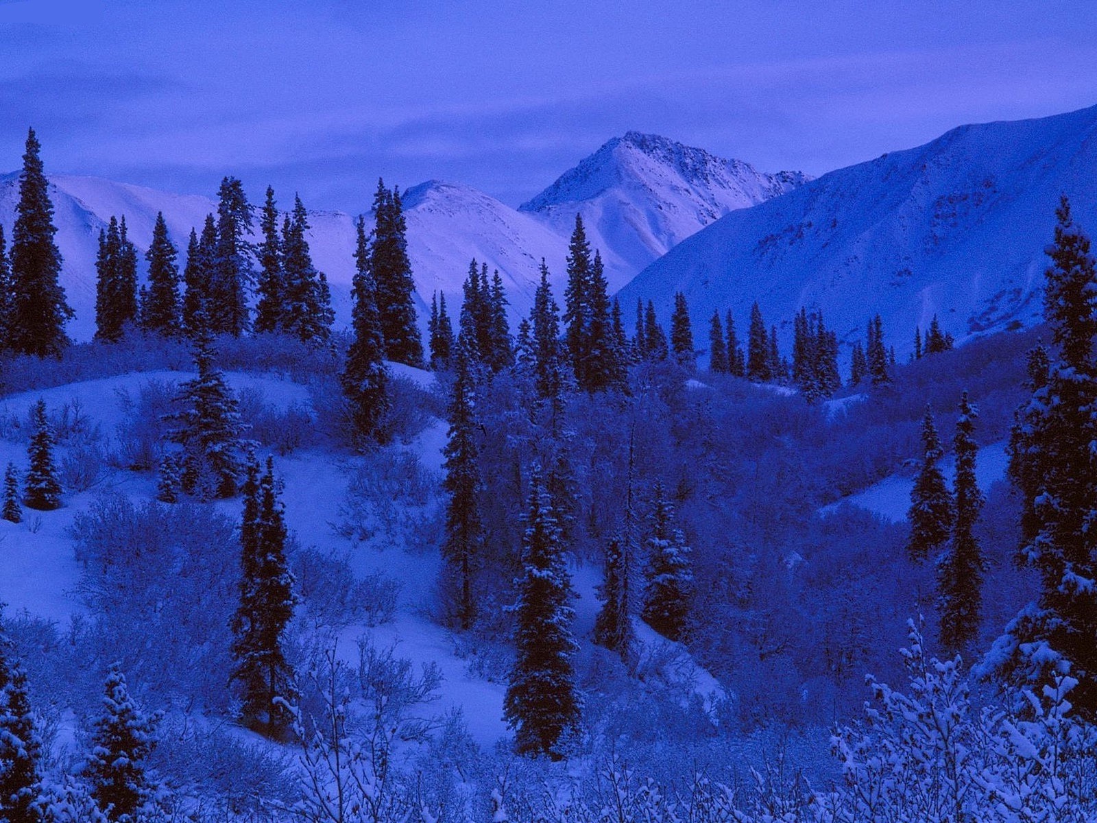 winter snow wood mountain conifer cold evergreen landscape scenic tree outdoors nature frost dawn