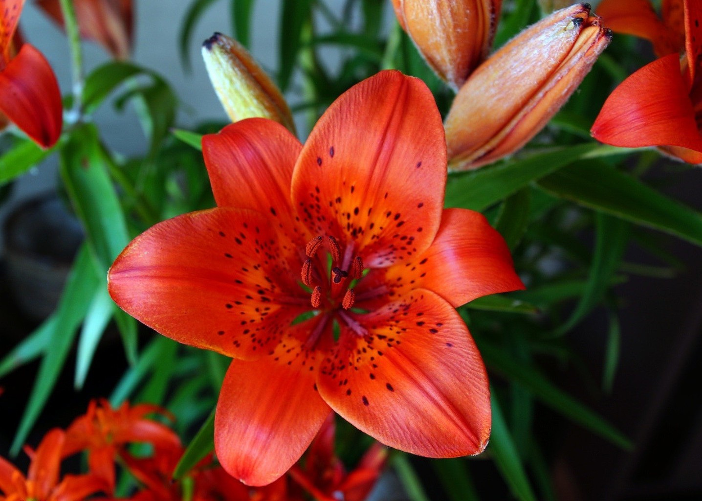 lily flower nature flora leaf summer garden floral petal color blooming bright close-up season