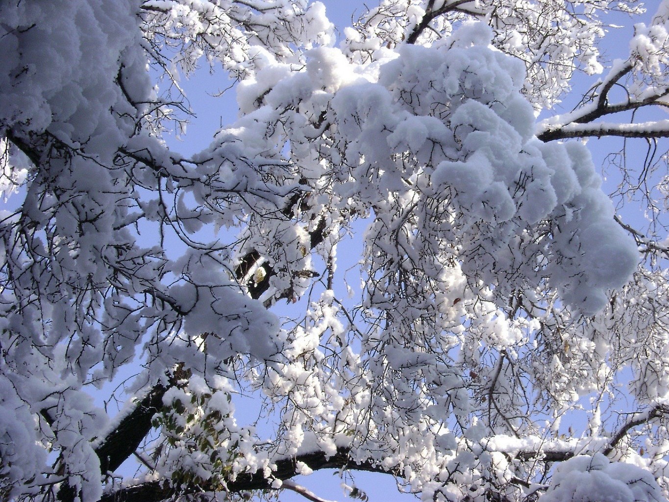 winter tree frost branch cold snow season weather frozen nature frosty ice landscape snow-white clear cherry