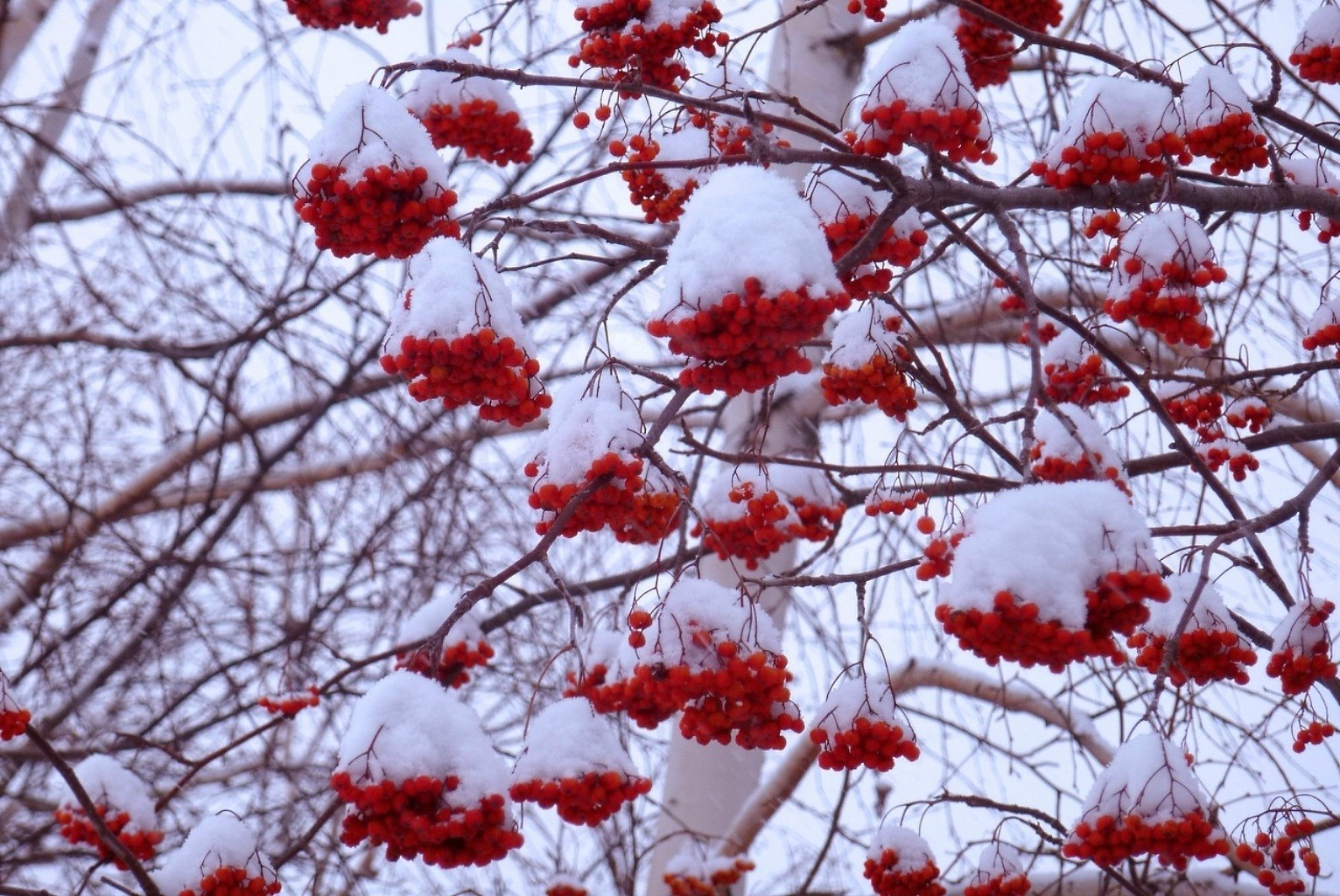 winter branch tree season rowanberry rowan nature frost snow bright fall outdoors weather ash color shrub park