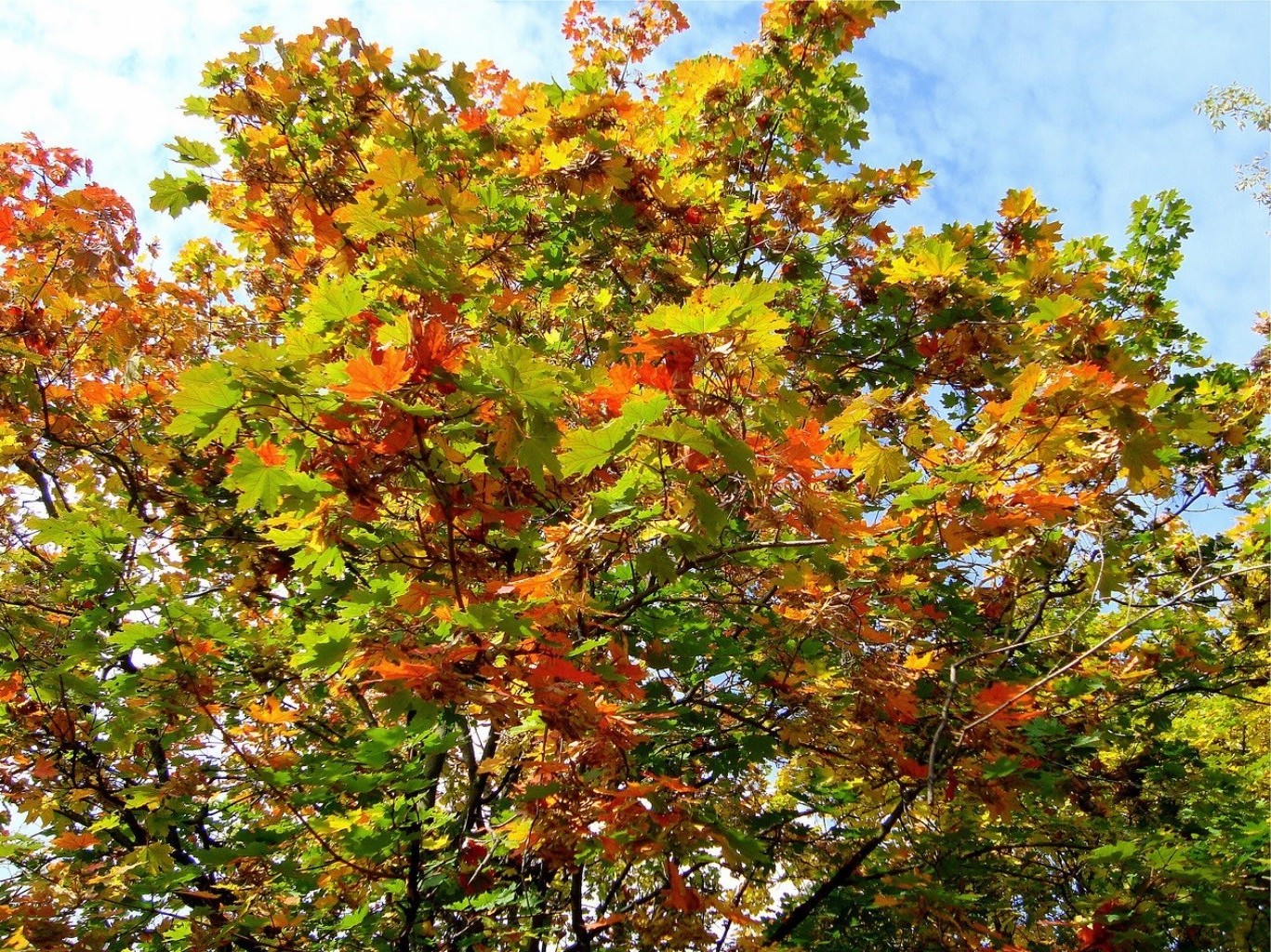 ağaçlar yaprak ağaç sonbahar doğa sezon parlak şube flora manzara güzel hava park ahşap yemyeşil renk güneş sahne açık havada büyüme yaz