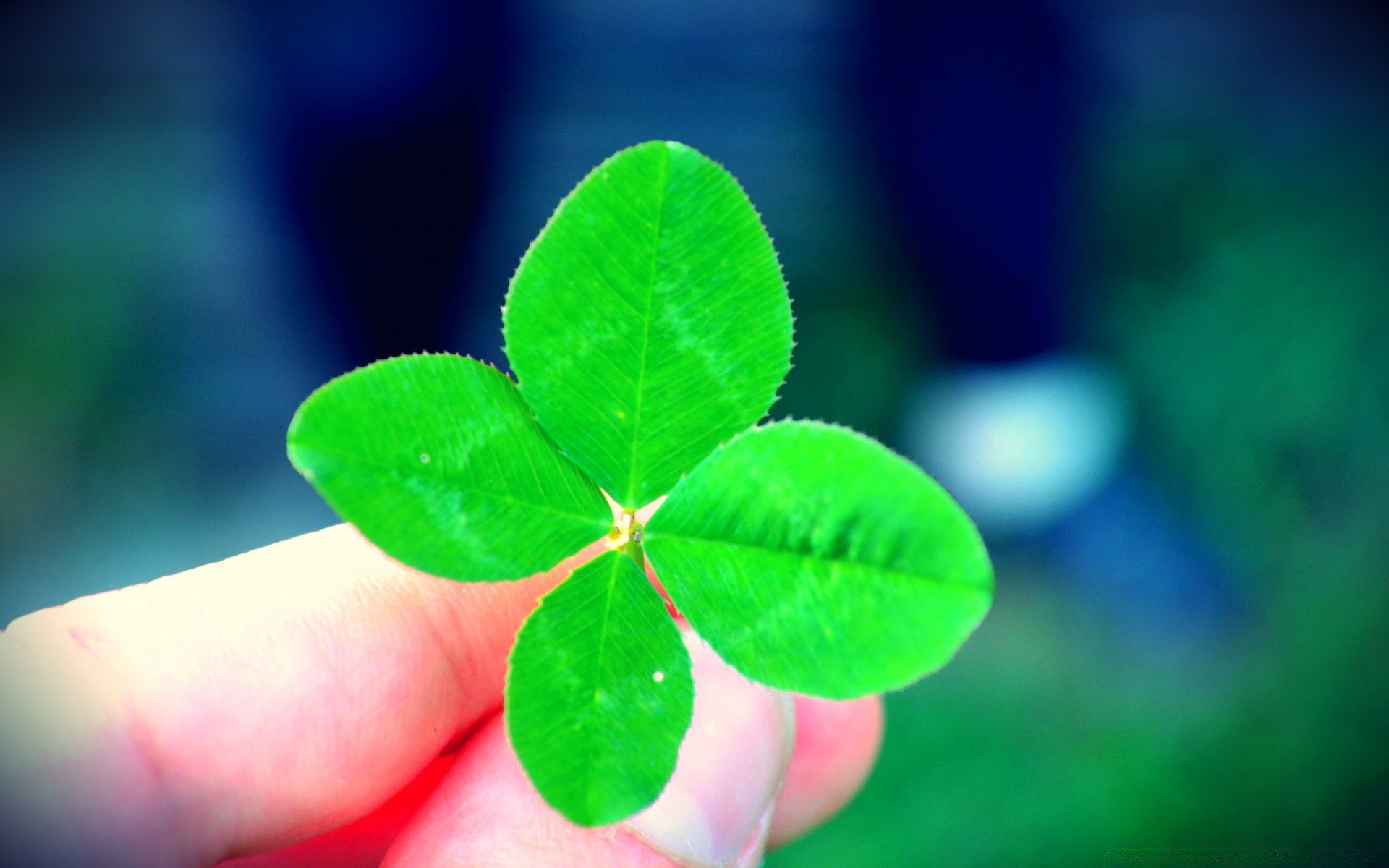 día de san patricio hoja desenfoque crecimiento flora naturaleza primer plano verano jardín