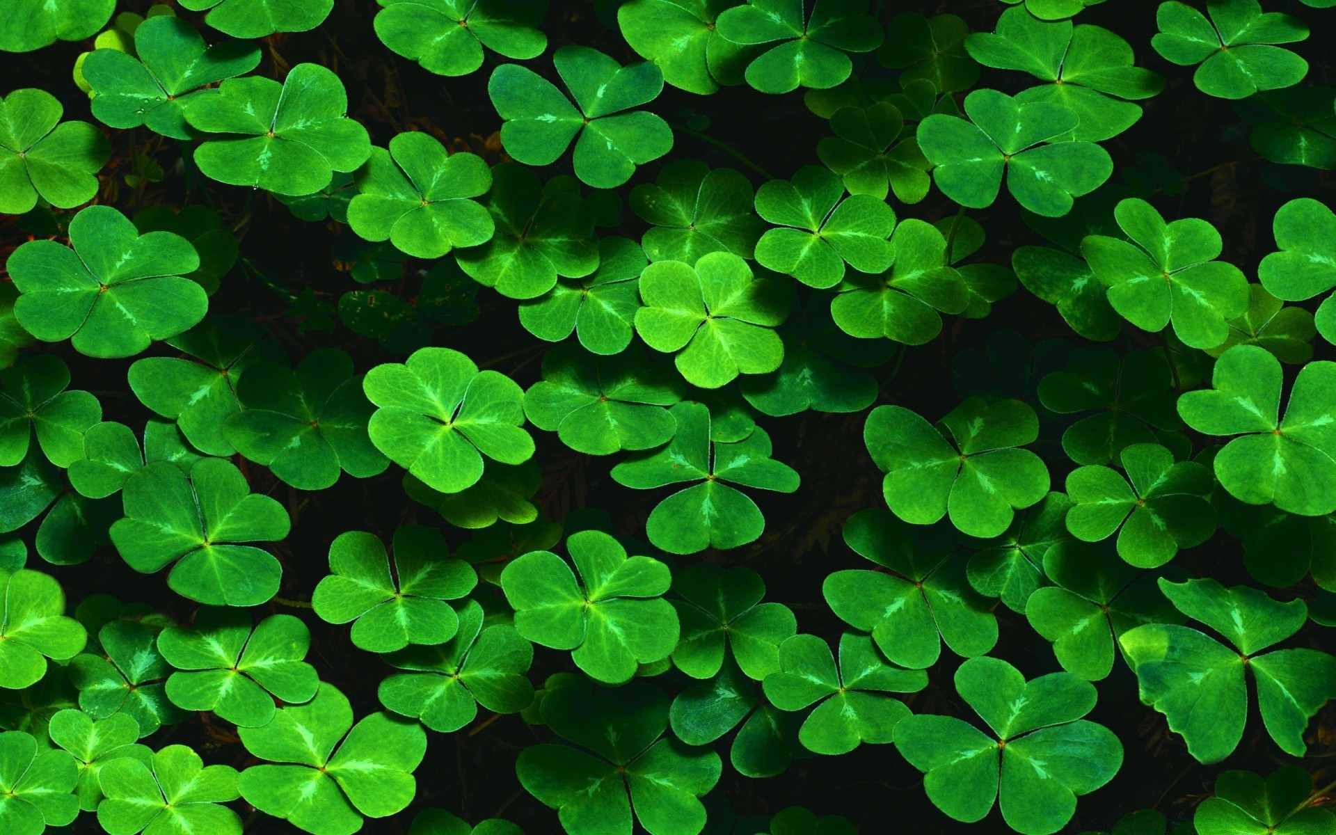 dia de são patrício trevo trevo branco boa sorte sorte são celtic folha duende desktop esmeralda flora