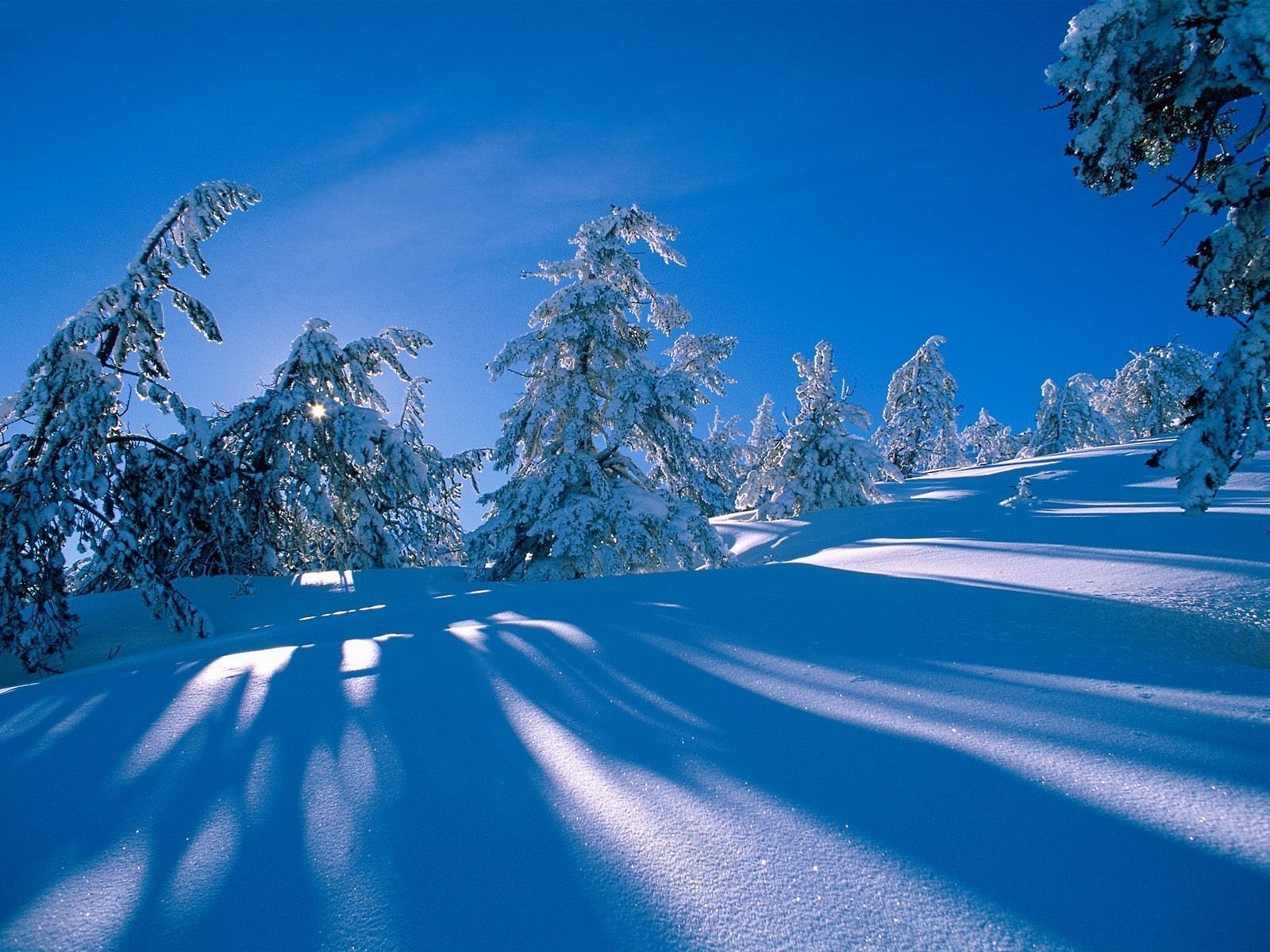 inverno neve frio geada gelo montanha madeira cênica congelado árvore paisagem gelado neve temporada