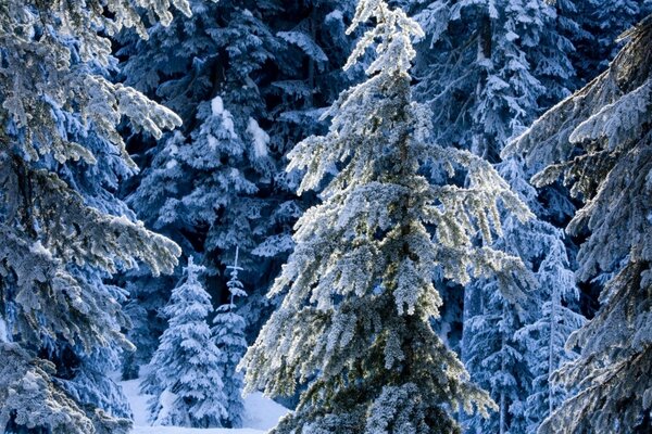 Hermoso bosque de coníferas cubierto de nieve