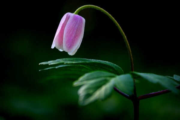 Pink flower on a thin leg