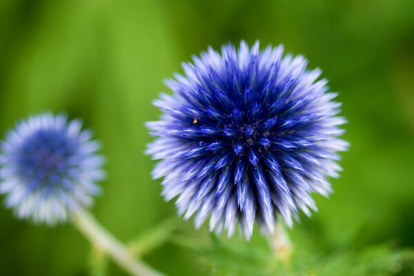 Blaue Blumenkugeln im Sommer