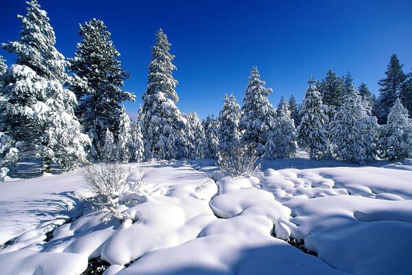 Bosque de invierno y cielo azul