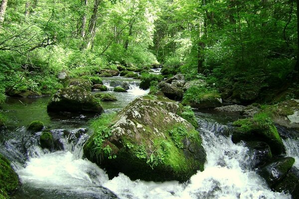 Cascata nei colori verdi della foresta estiva