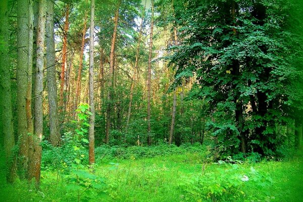 Grüne Landschaft im Sommer Natur