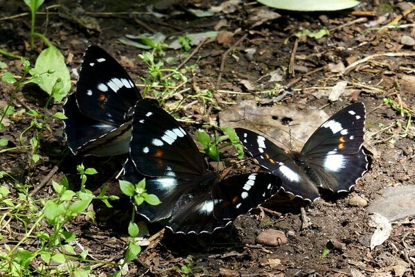 Drei Schmetterlinge auf der Erde in der Natur