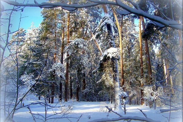 Eine ruhige Lichtung im Winterwald