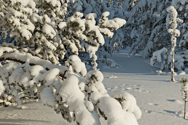 Under the white blanket of January