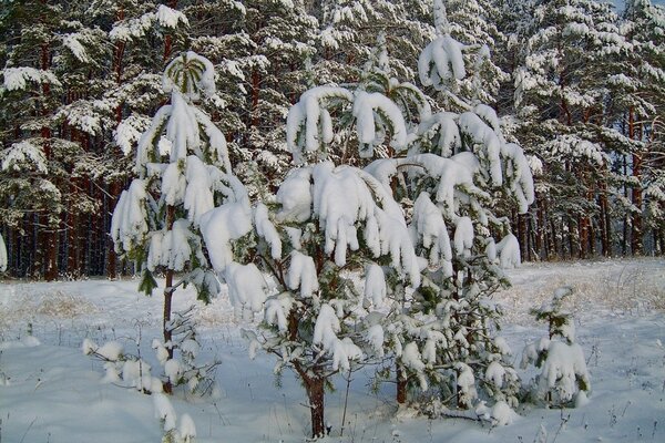 Young Christmas trees in winter decoration