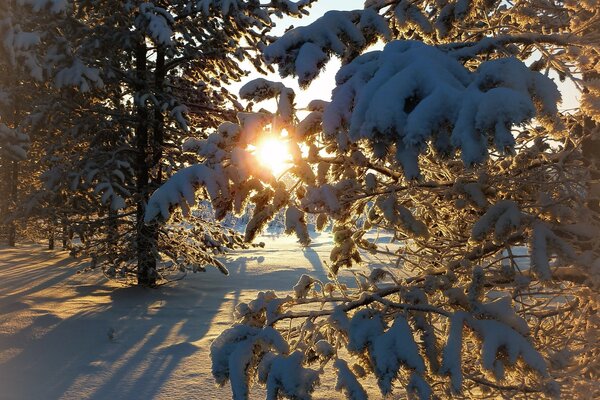 Sonniger Winter frostiger Schnee