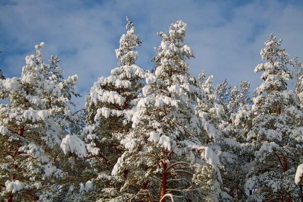 Winterfrostige Fichten im Bau