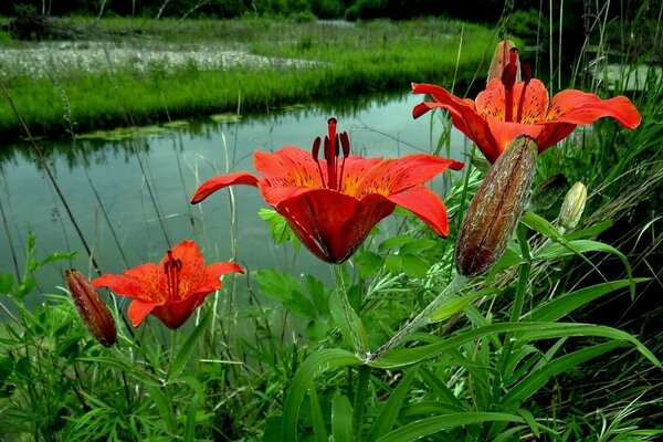 湖上明亮的百合花