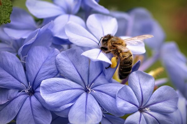 Insekten und Blumen wunderbare Landschaft