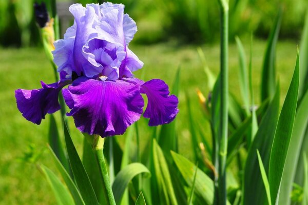 Helle Sommerblume im Fokus