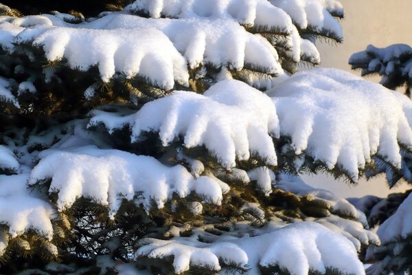 Und die zerbrechlichen Zweige verbogen sich vor dem schweren Schnee