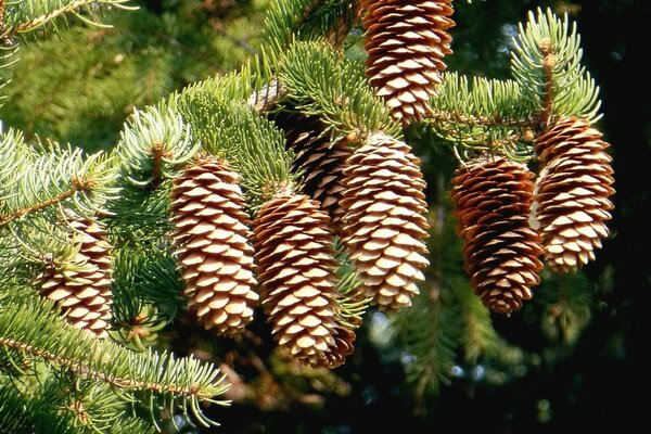 Cones on spruce or pine branches