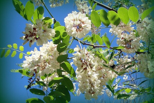 White flowering branches of an apple tree