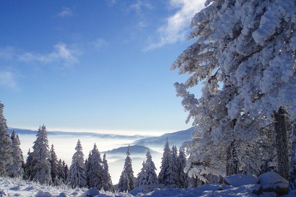 Winterwald vor dem Hintergrund der Berge