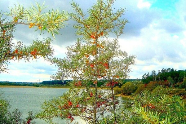 Sea buckthorn on the shore of a quiet lake