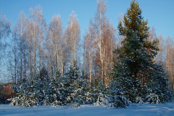 Snow-covered Christmas trees on a bright day