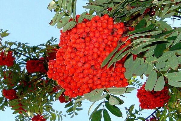 And the clusters of mountain ash hung divinely down