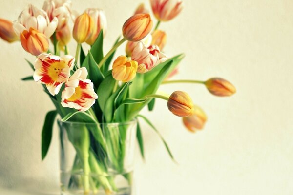 Orange tulips in a vase by the wall
