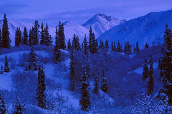 Winter landscape, mountainous terrain and coniferous forest