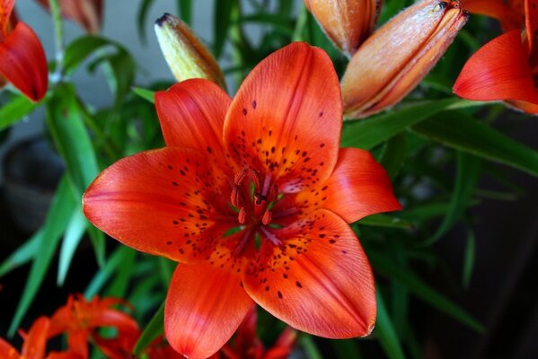 Hermosa flor de lirio rojo