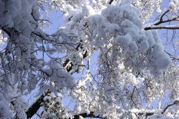 Día helado en el bosque con nieve en el árbol