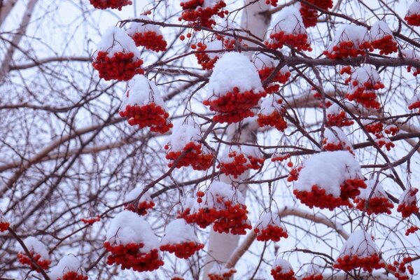 The clusters of mountain ash are covered with snow