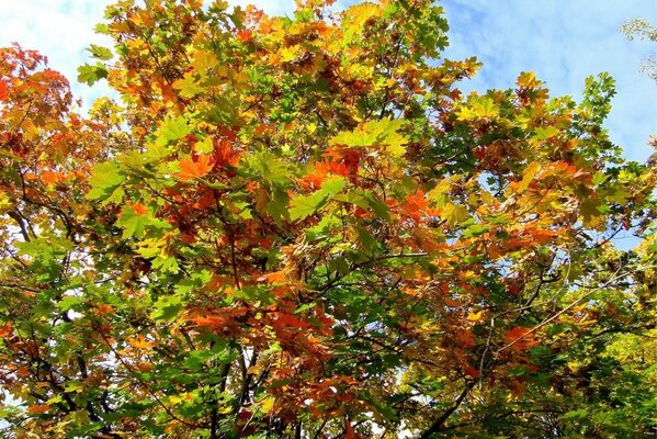 Alle Farben der Herbstblätter