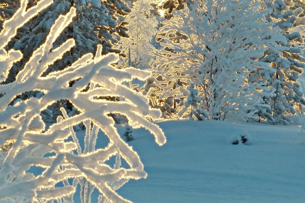 Les rayons du soleil à travers antki reposent avec de la neige et de la glace