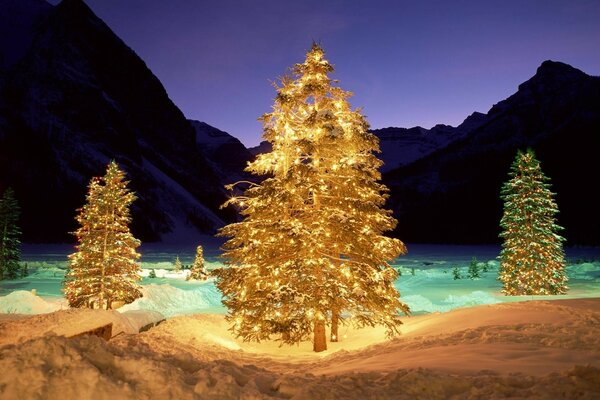 Gold beleuchtete Fichten im Schnee