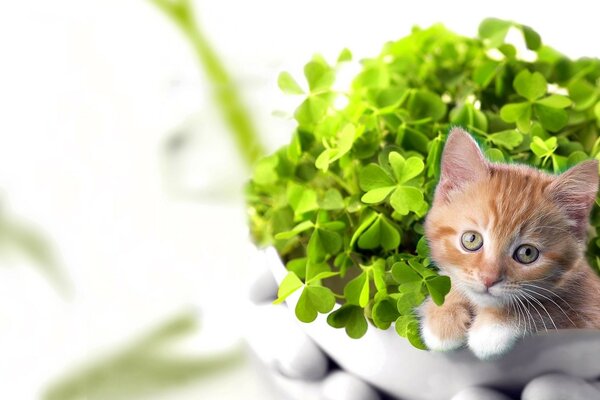 Cute cat on a background of greenery