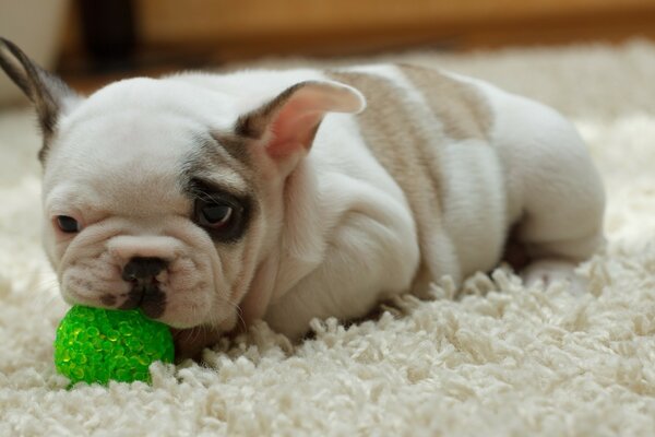 Chien sur le tapis rongeant la balle