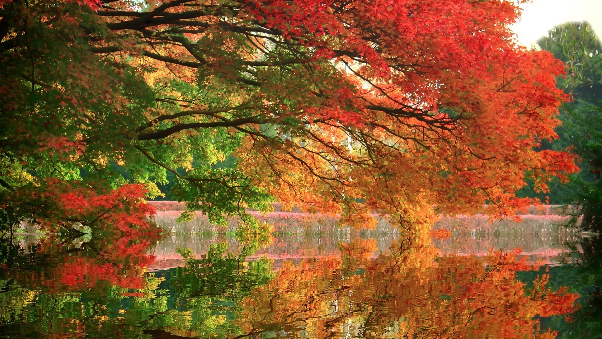 autunno autunno maple leaf albero stagione di legno paesaggio natura parco di colore brillante paesaggio oro che cambia ramo