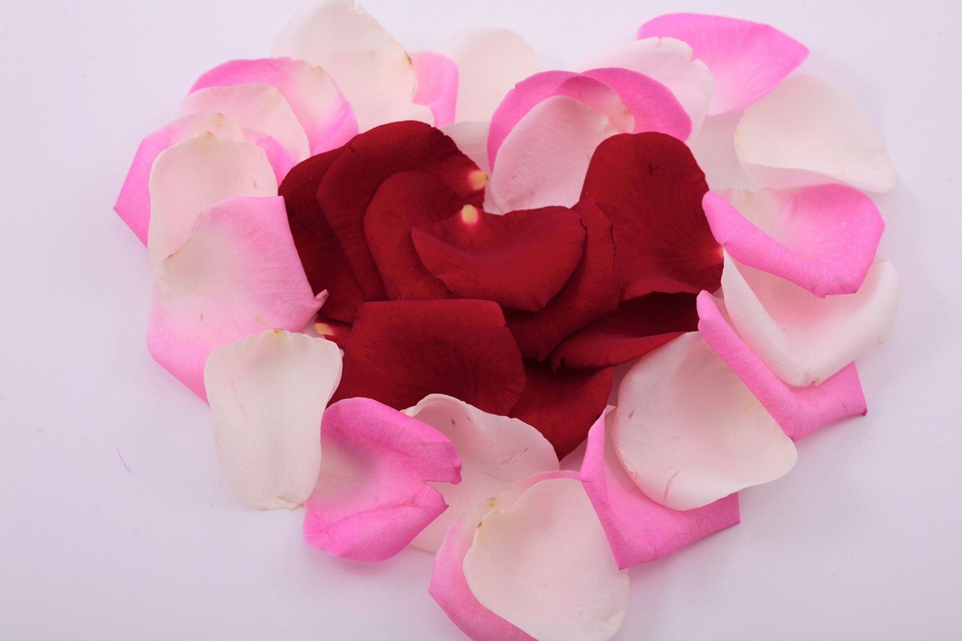 hearts love romance flower wedding rose romantic birthday nature gift beautiful