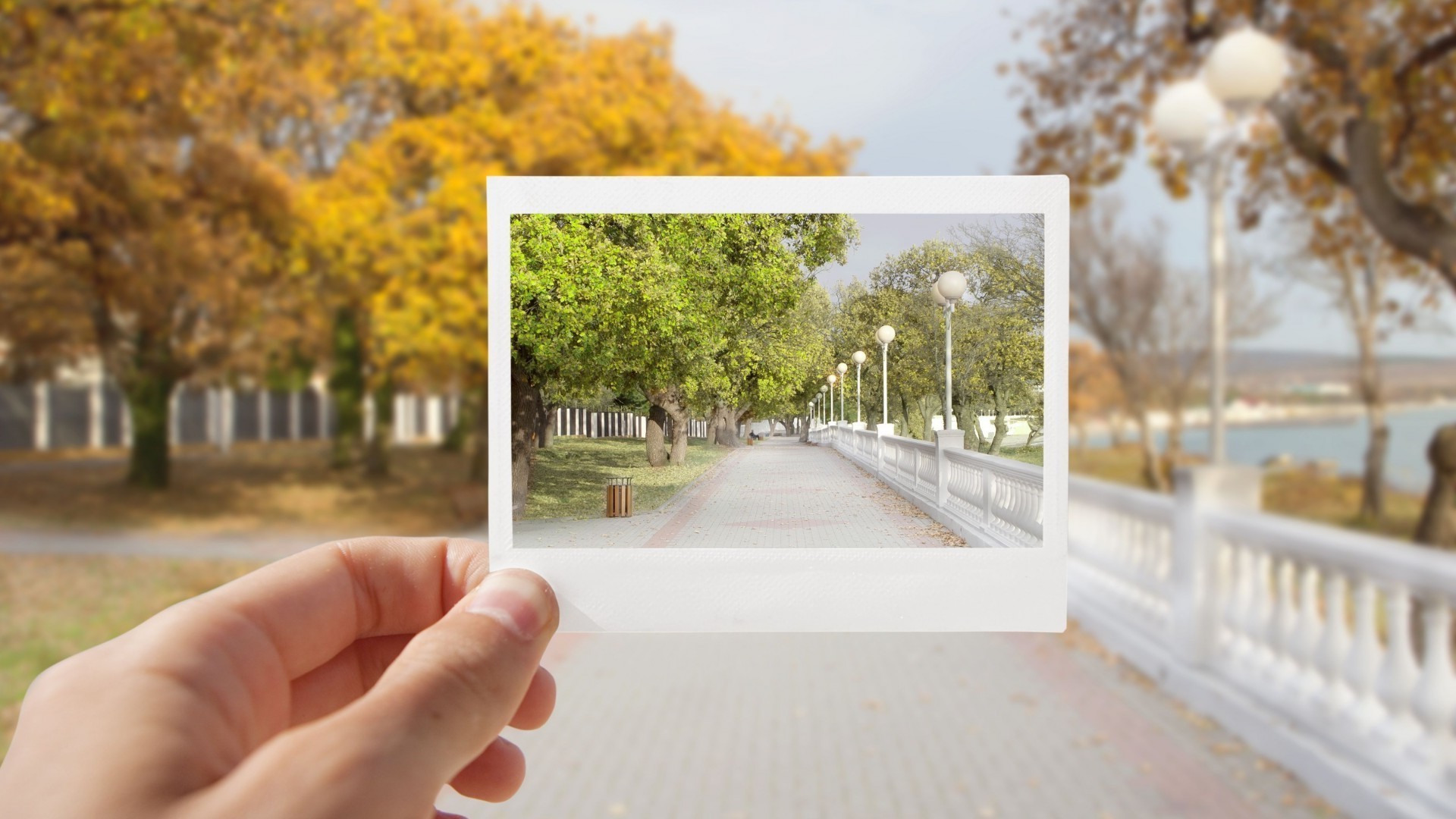 contrasti albero natura parco paesaggio bel tempo giardino cielo all aperto luce autunno legno estate viaggi bella foglia