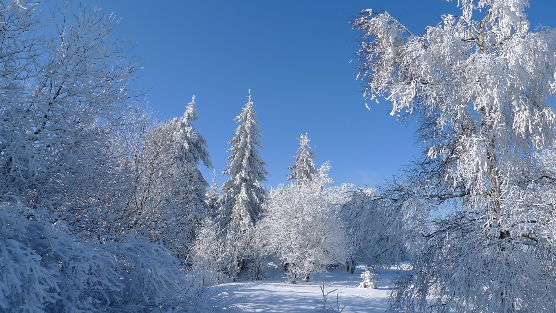 hiver neige froid gel bois congelé glace bois givré saison neigeux météo scénique paysage glacial montagnes froid